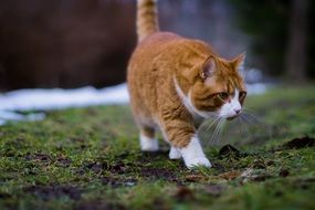 Brownish-white cat for a walk close-up on blurred background