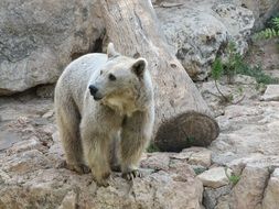 Brown bear on rocks