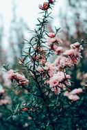 pink blooms bush green plant