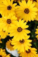 bright yellow flowers