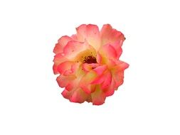 very beautiful flower blossom drawing