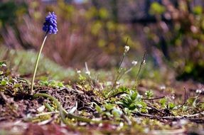 spring blue flower outdoors