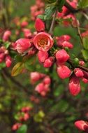 tender spring pink flowers on a bush