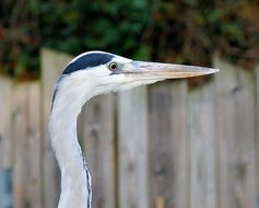 gray heron with a big beak