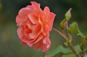 fluffy orange rose with dew droplets