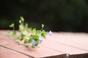 spring flowers on a wooden floor