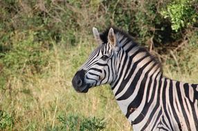 zebra on a background of grass