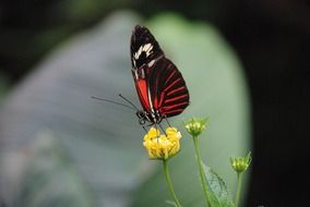 black and red butterfly on a yellow flower