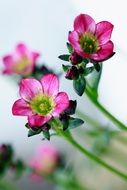 Little pink flowers on a blurry background
