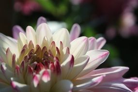 summer white dahlia