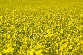 yellow canola field