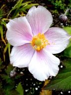 pale pink blossom close-up on blurred background