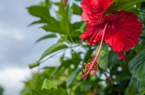 red hibiscus flower with green leaves