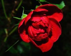 red flower blossom close-up shot