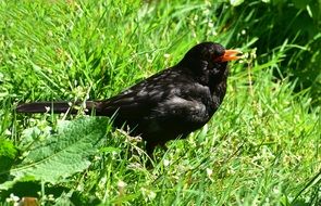 blackbird among green grass