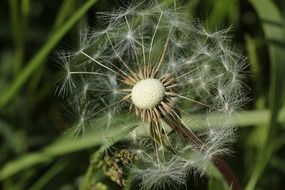 flowering dandelion bud on a blurred background