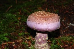 brown inedible mushroom