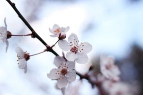 white flowers on a cherry tree branch