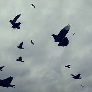 birds flying on a cloudy sky