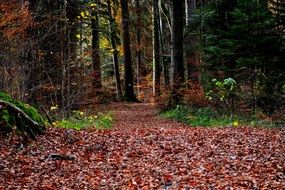 forest leaves path autumn