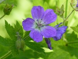 blue summer flower on green background