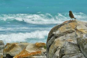 surf near the rocky coast of south africa