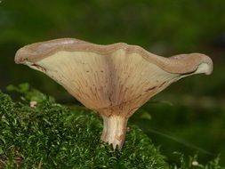 brown mushroom