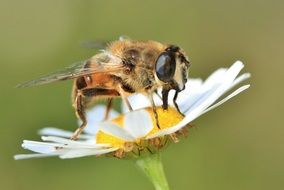 bee is sitting on chamomile in nature