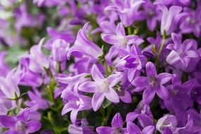 many small purple flowers close up