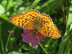 yellow butterfly on a purple flower in the meadow