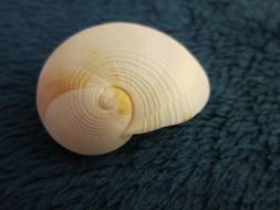 closeup photo of white seashell in spiral shape