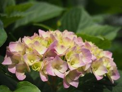 fascinating hydrangea flowers