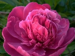 lush peony close up