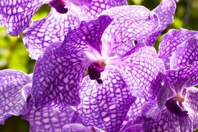 purple orchid in the sun