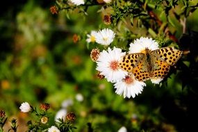 butterfly fritillary on a white daisy on a blurred background