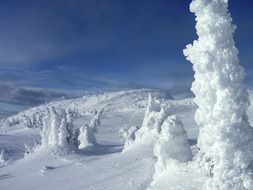 snowy trees in the mountains in Canada