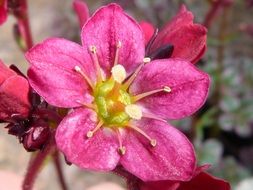 pollen on a flowering pink bud