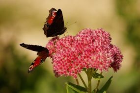 a pair of peacock small barrels on a pink flower