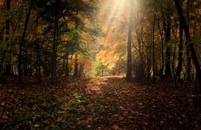 stunningly beautiful forest trees