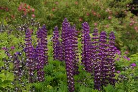 purple delphiniums in a garden bed