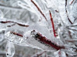 branches covered with ice, frost damage