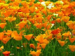 beautiful and delightful iceland poppy