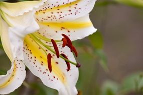 yellow and white orchid flower blooming