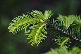 fir tree new needles close up