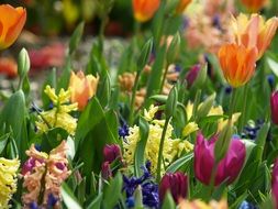 a season of bright flowers