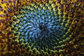 sun flower macro foto
