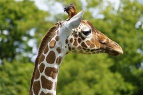 spotted giraffe in Bedfordshire