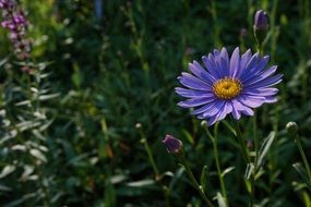 close-up of blue flower among green plants
