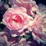 fragrant late pink roses in the garden