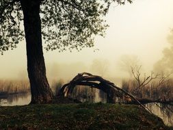 Landscape of nature by the lake